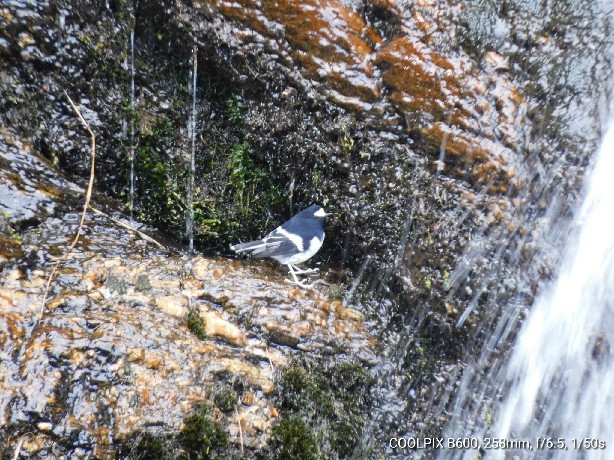 Image of Little Forktail