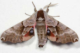 Image of Twin-spotted Sphinx