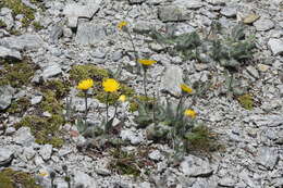 Image of Hieracium piliferum Hoppe