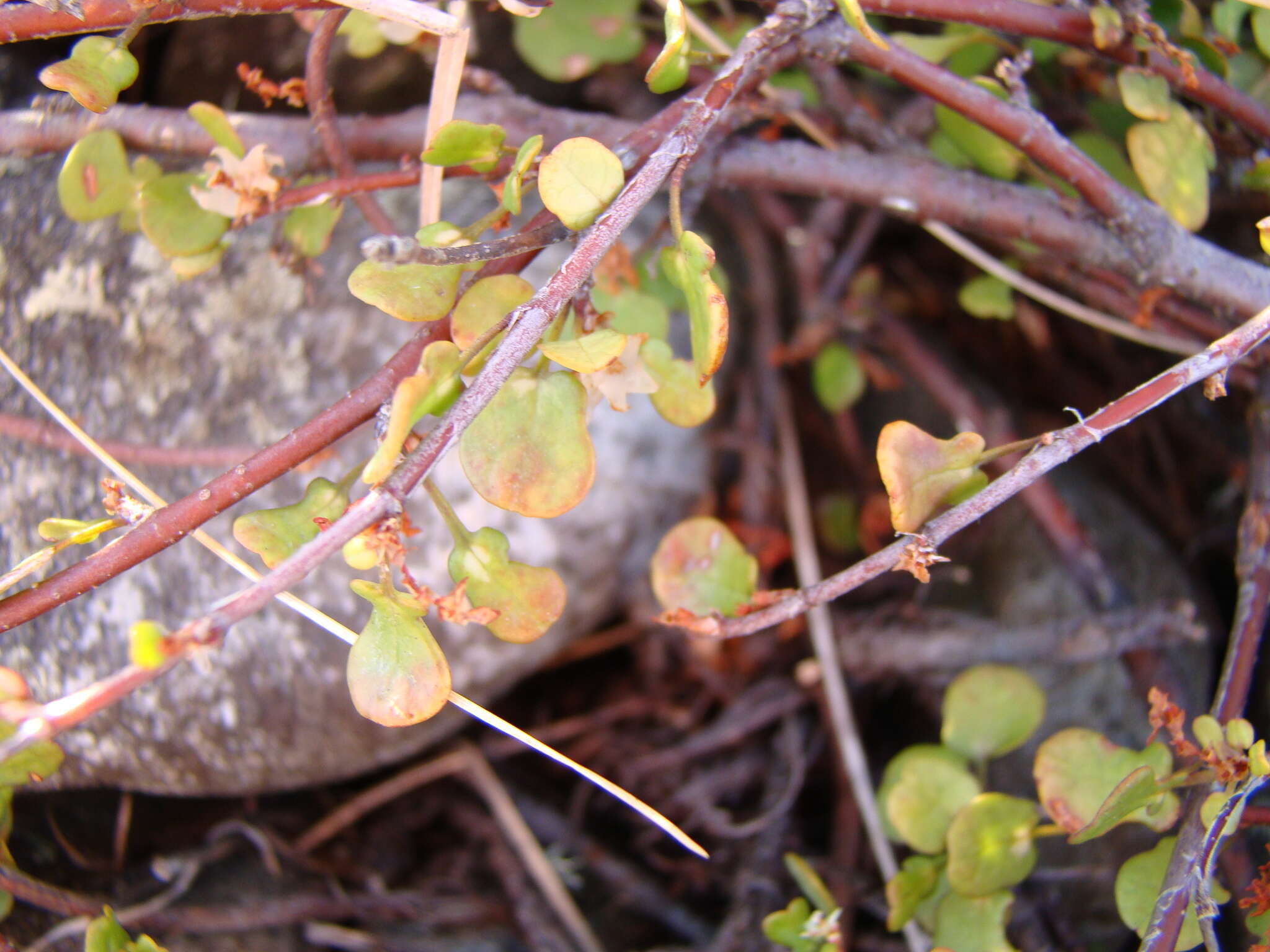 Image of maidenhair vine