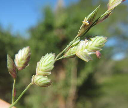 Plancia ëd Eragrostis capensis (Thunb.) Trin.