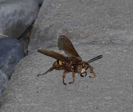 Image of Pacific Cicada Killer