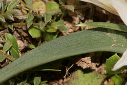 Image of Colchicum crocifolium Boiss.