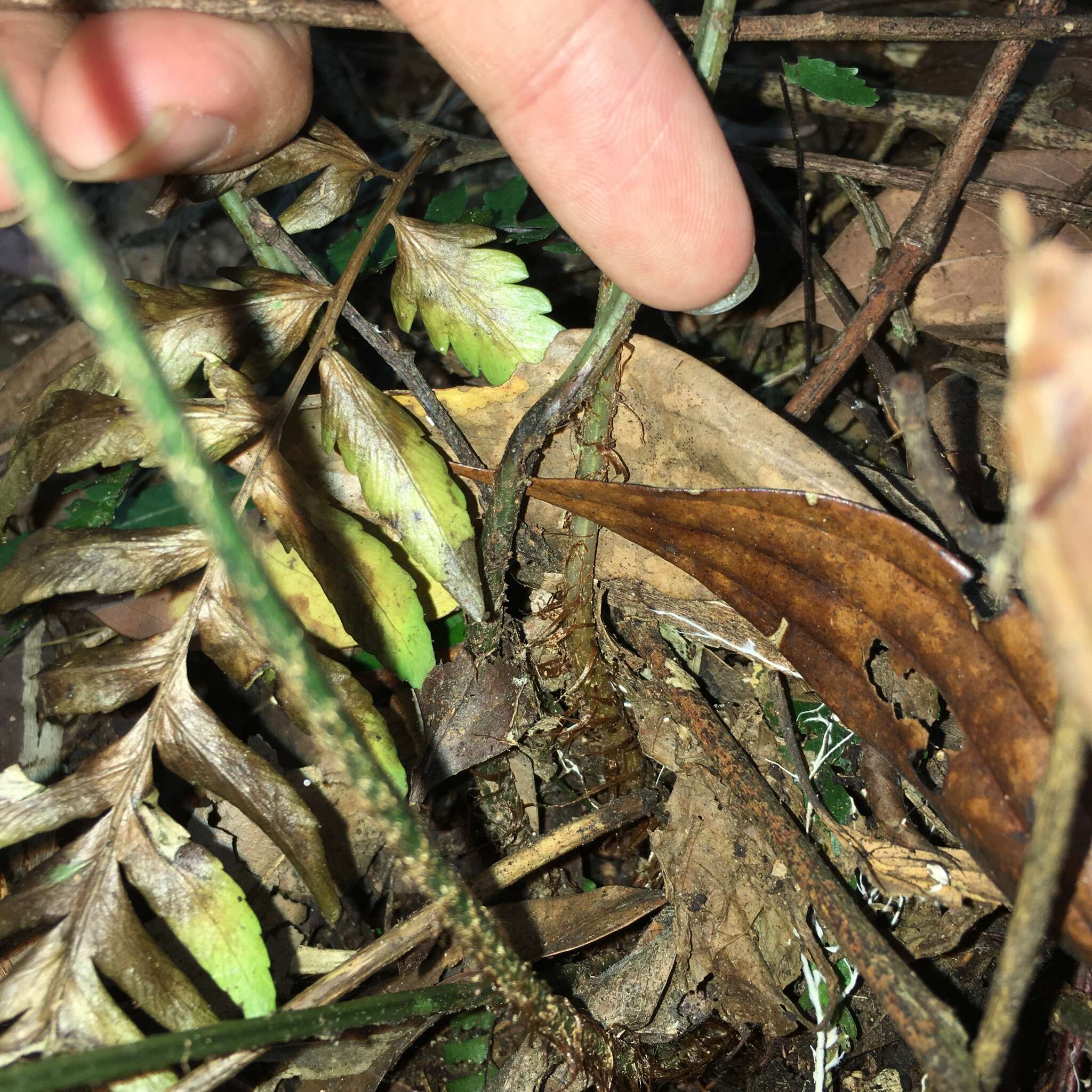 Image of Dryopteris polita Rosenst.