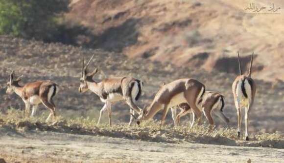 Image de Gazelle de Cuvier