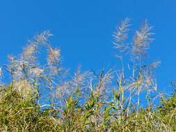 Image of Madagascar grass