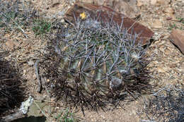 Image of Echinopsis obrepanda (Salm-Dyck) K. Schum.