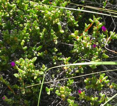 Image of Drosanthemum quadratum Klak