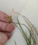 Image of Torrey's Sedge