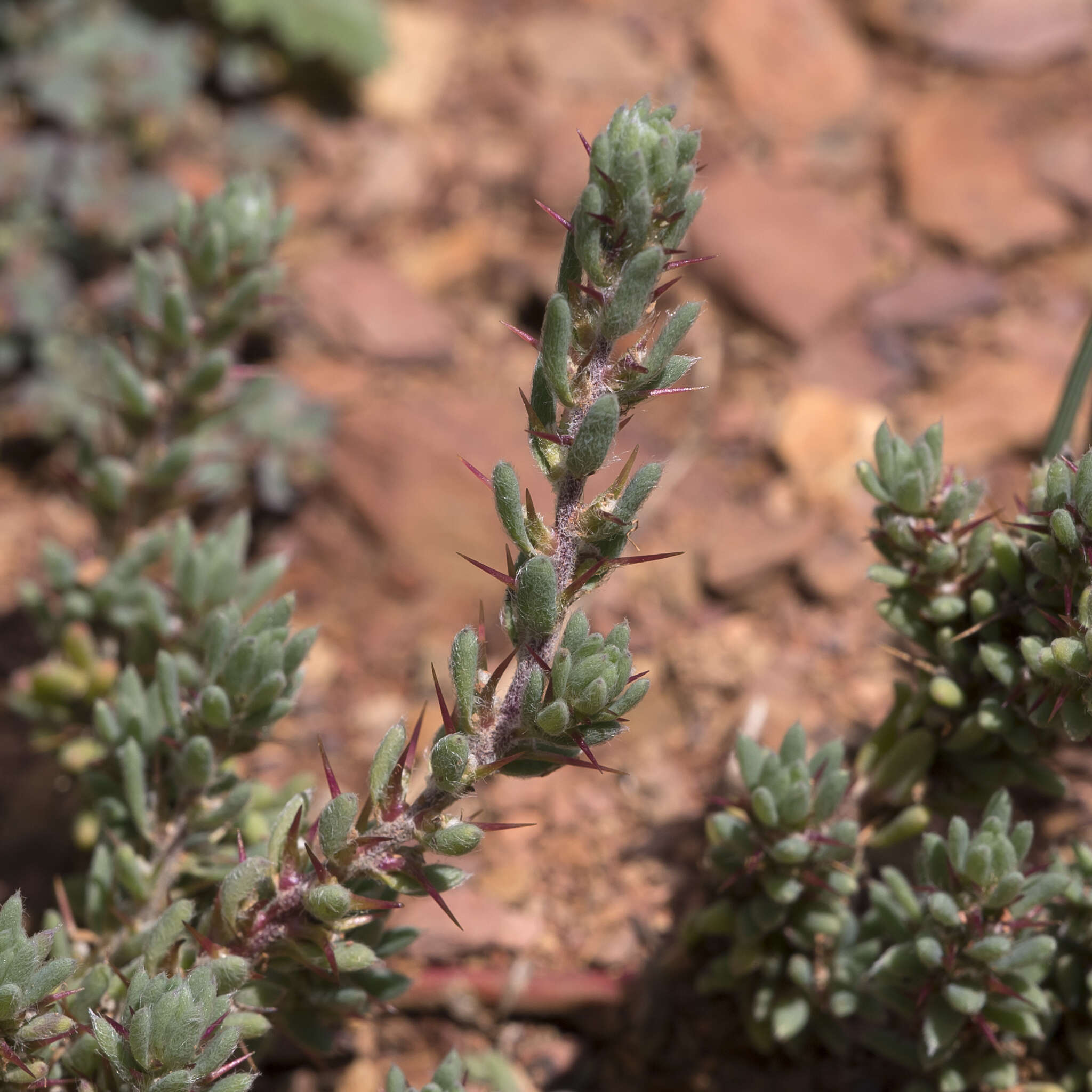 Image de Sclerolaena obliquicuspis (R. H. Anders.) Ulbr.