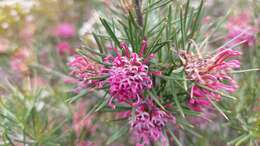 Imagem de Grevillea confertifolia F. Müll.