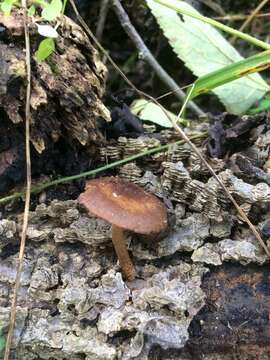 Imagem de Cystoagaricus hirtosquamulosus (Peck) Örstadius & E. Larss. 2015