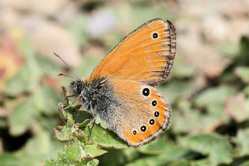 Image of <i>Coenonympha <i>leander</i></i> leander