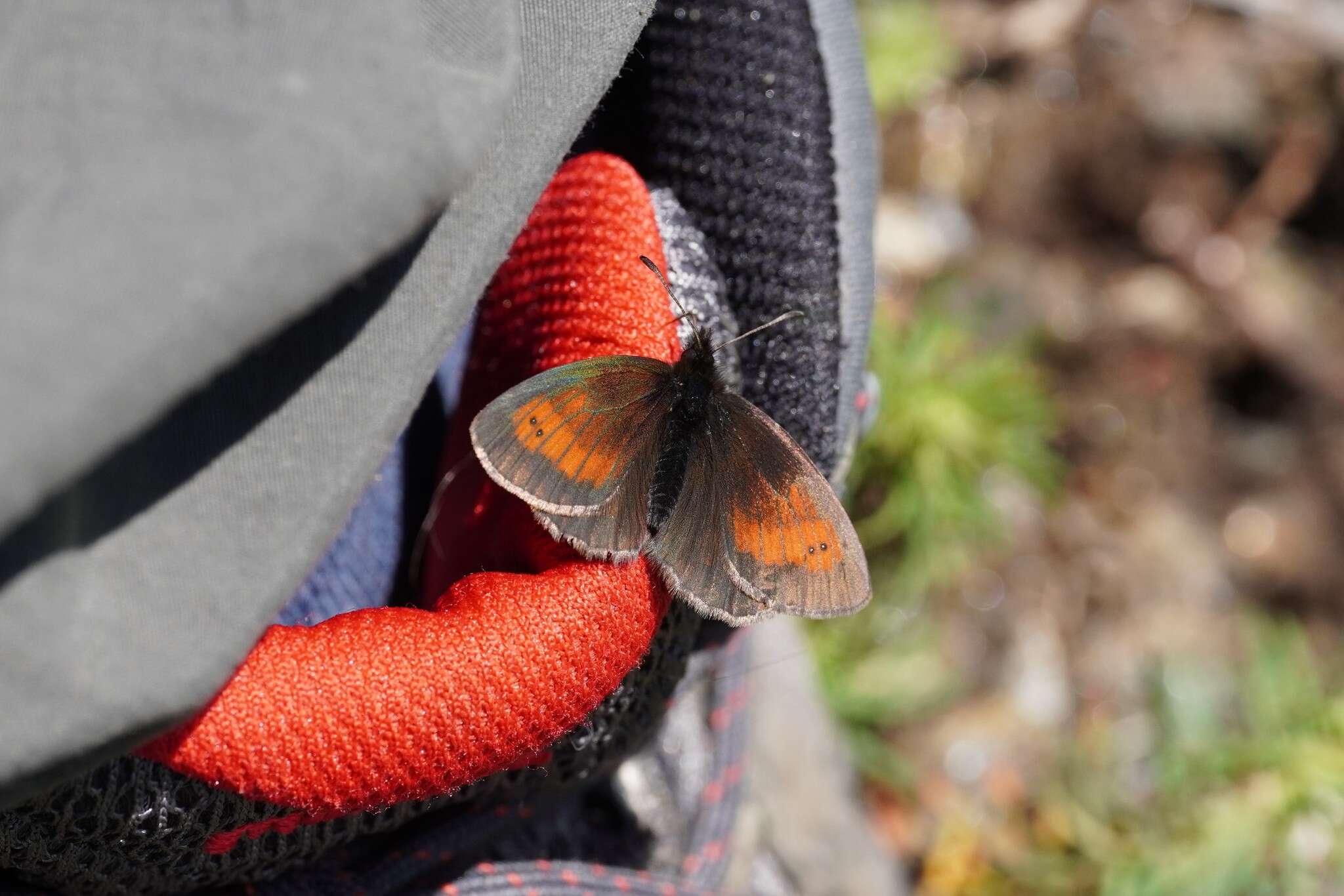 Image of Mnestra’s Ringlet