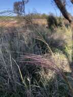 Image of Austrostipa platychaeta (Hughes) S. W. L. Jacobs & J. Everett