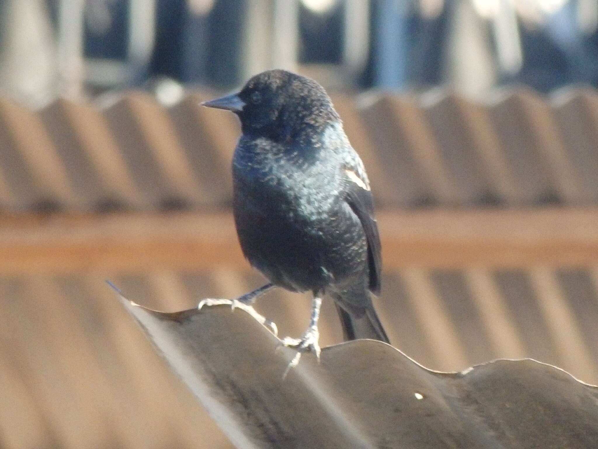 Image of Tricolored Blackbird