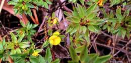 Imagem de Pultenaea trinervis J. M. Black