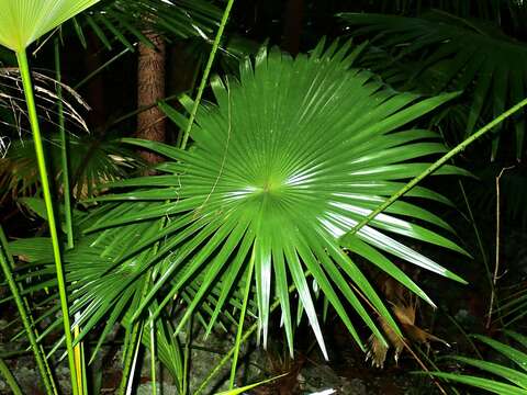 Image of Puerto Rico silver palm