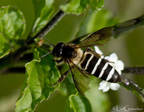 Слика од Apis dorsata breviligula (Maa 1953)