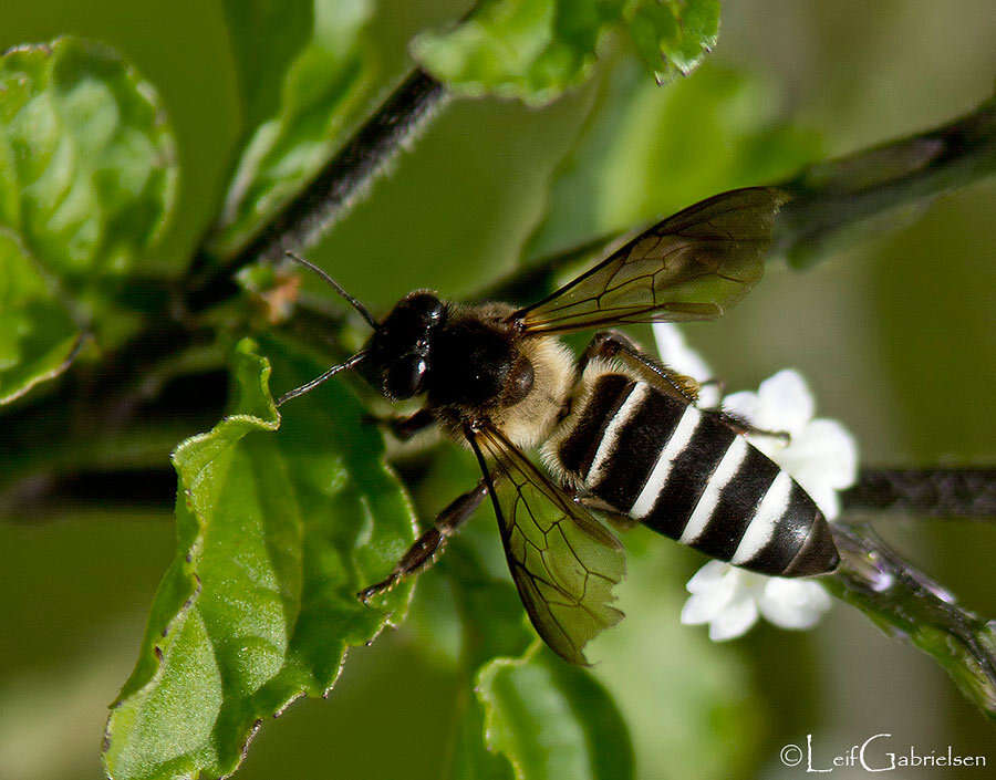 Image of Apis dorsata breviligula (Maa 1953)