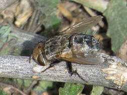 Image of Gonia ornata Meigen 1826