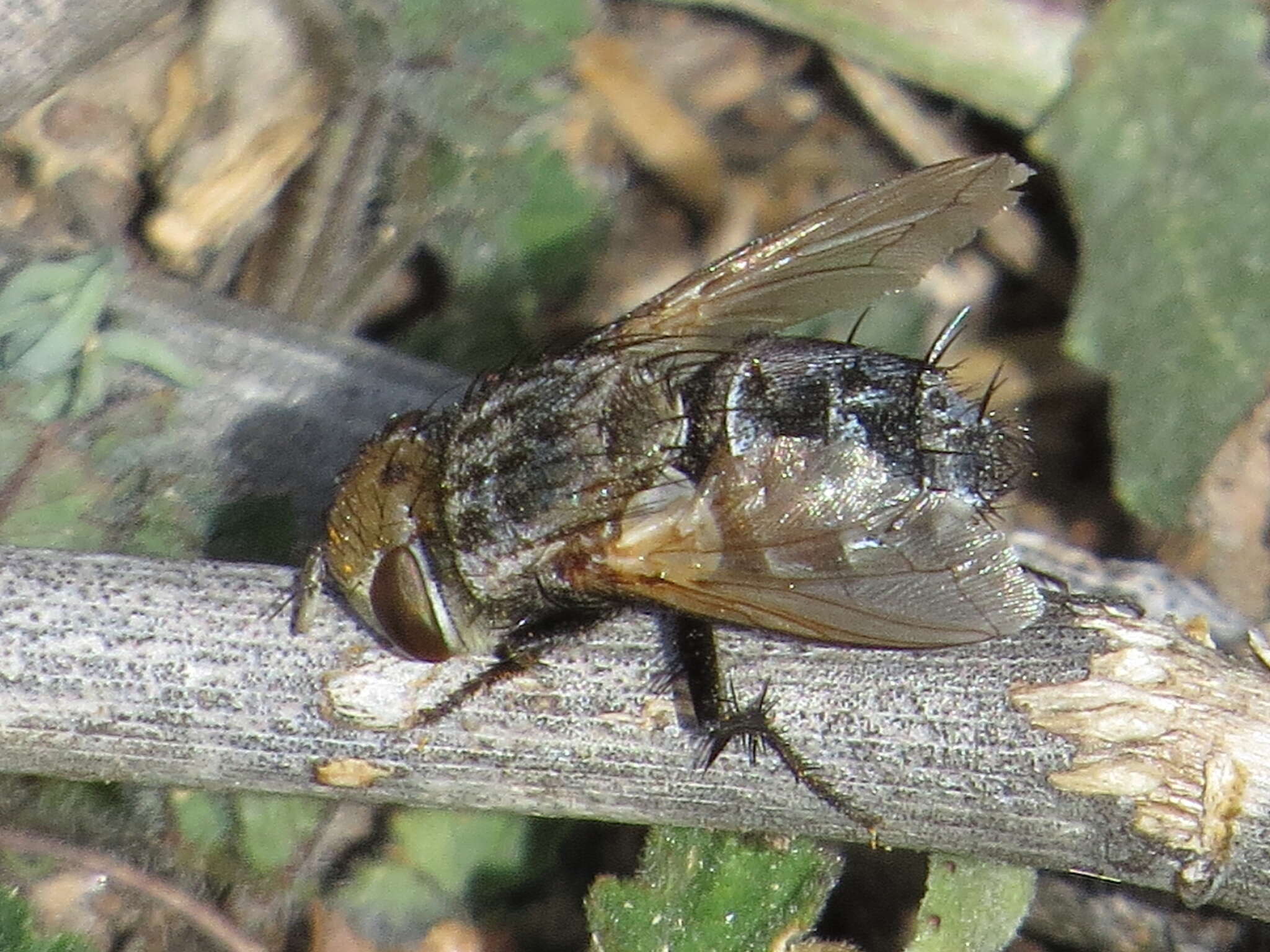 Image of Gonia ornata Meigen 1826