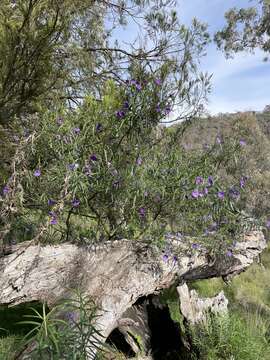 Image of Solanum linearifolium Herasim.