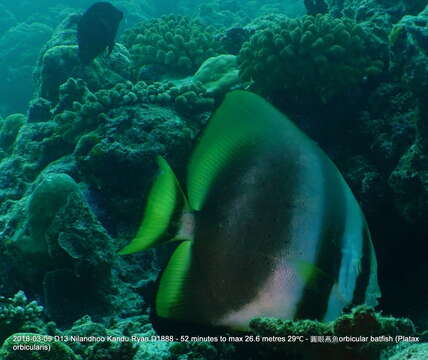 Image of Orbicular batfish