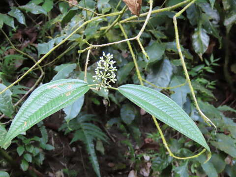 Sivun Miconia laevigata (L.) DC. kuva