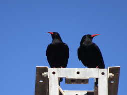 Pyrrhocorax pyrrhocorax barbarus Vaurie 1954 resmi