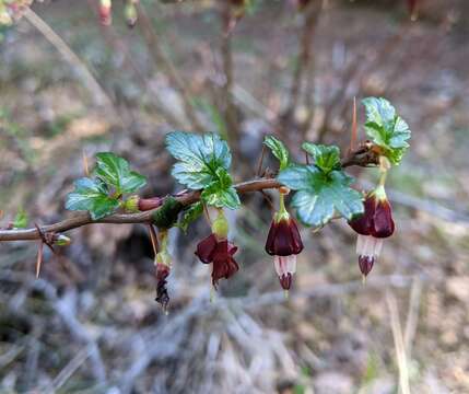 Image of shinyleaf currant