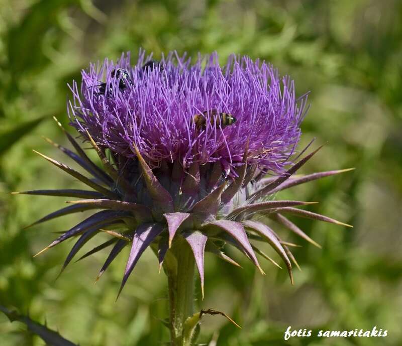 Onopordum tauricum Willd. resmi