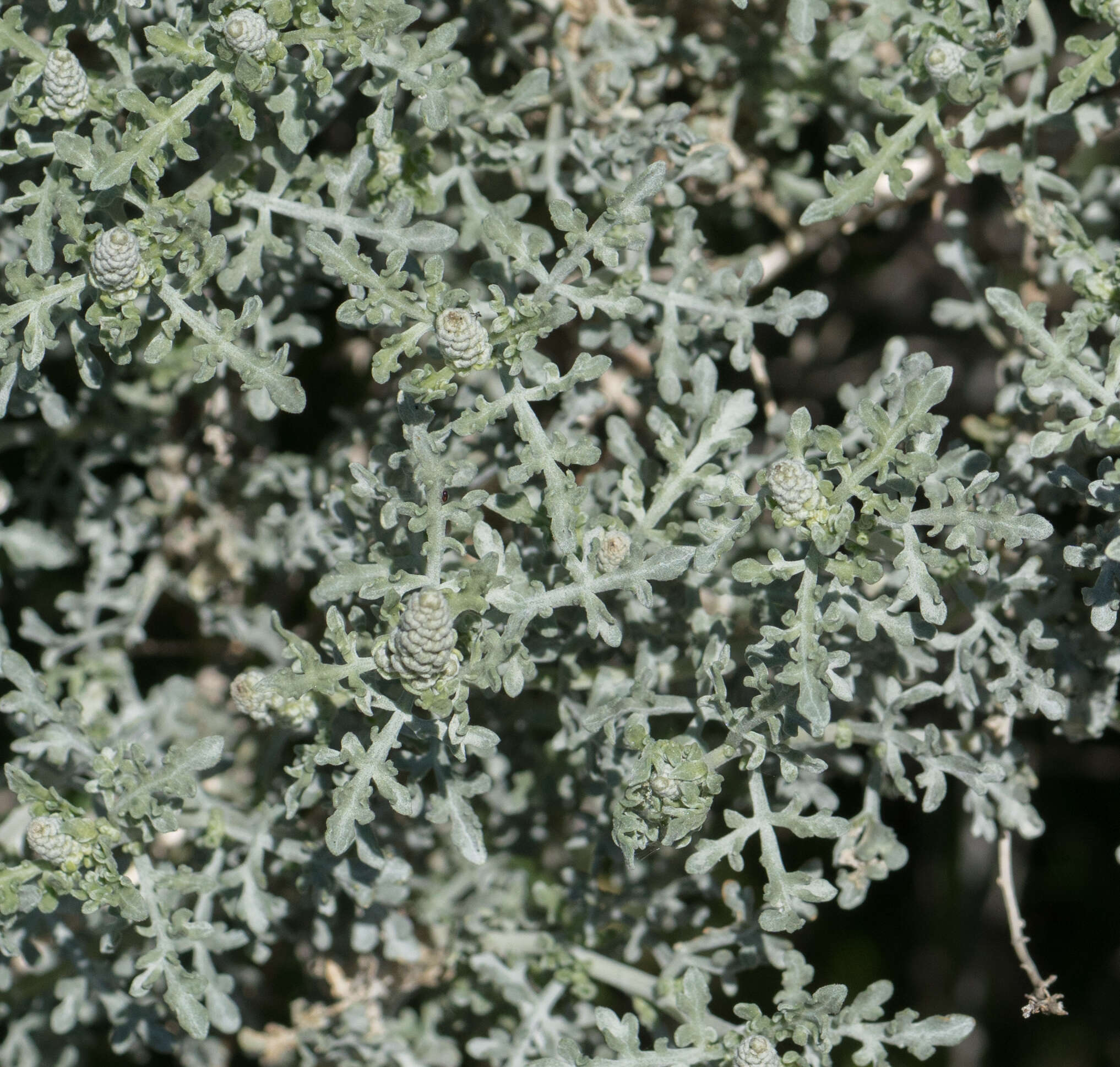 Ambrosia dumosa (A. Gray) Payne的圖片