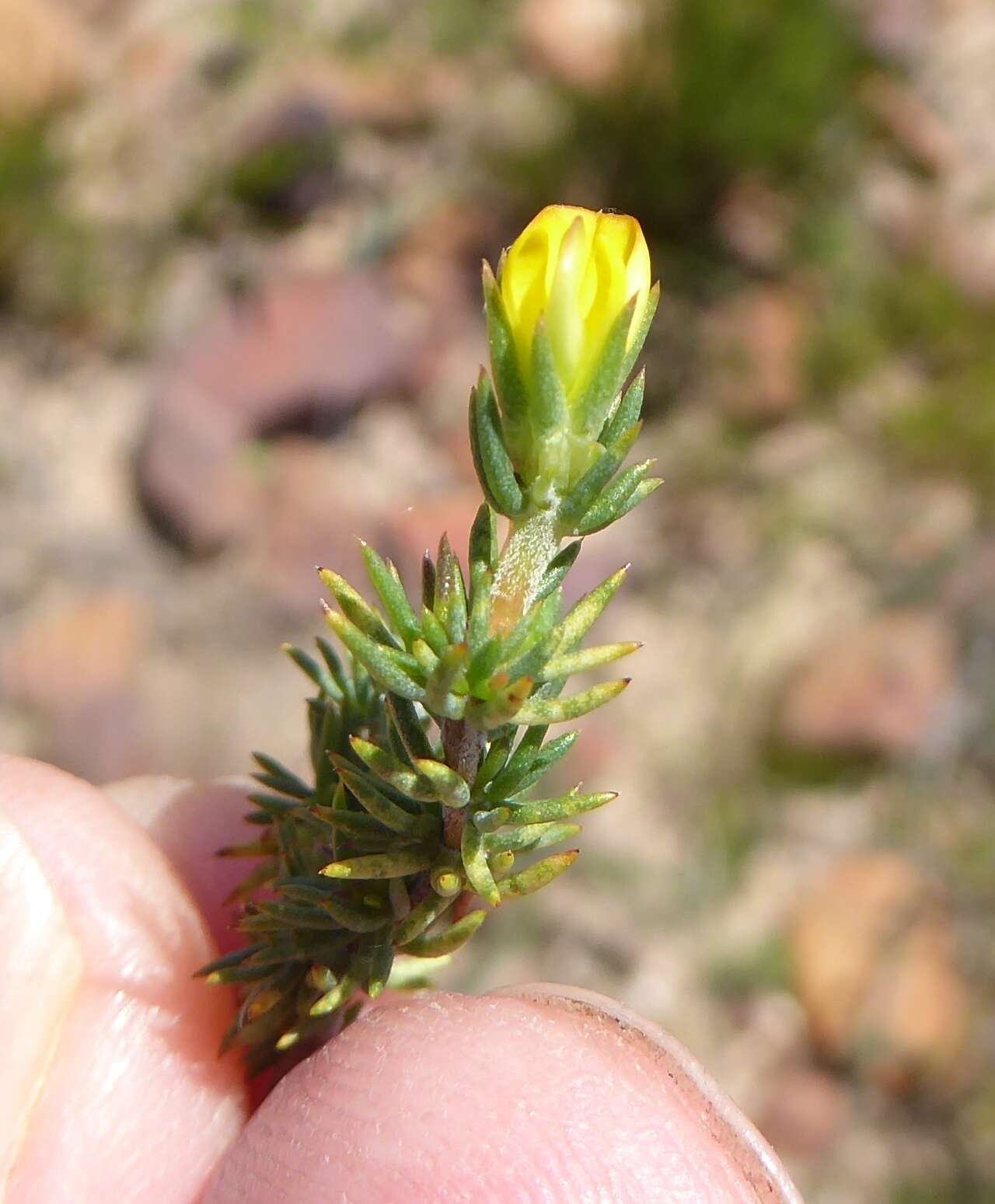 Слика од Aspalathus juniperina subsp. juniperina