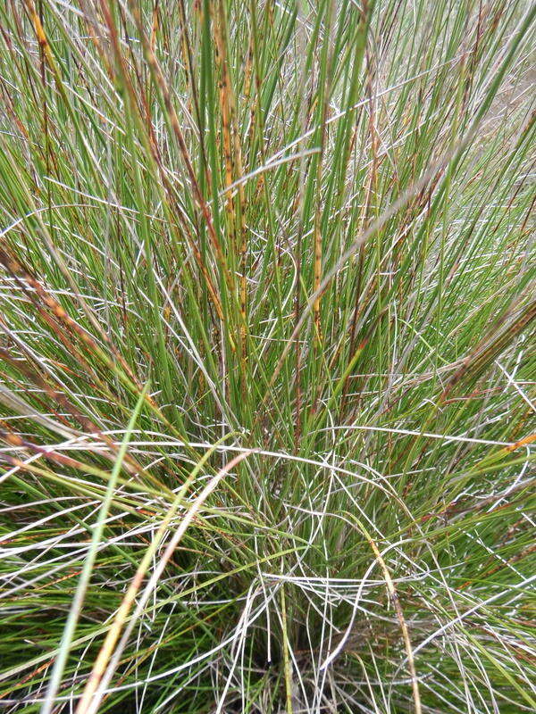 Image of Black Bog-rush