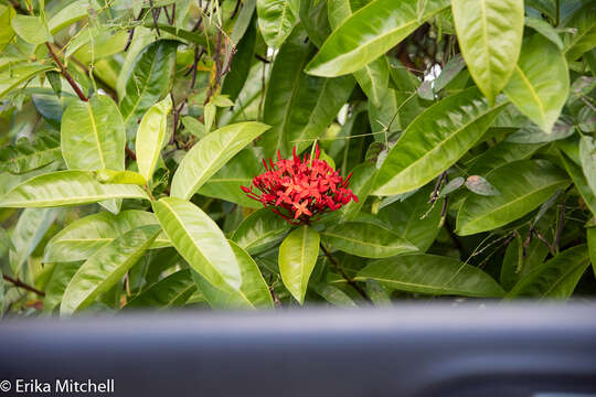 Слика од Ixora coccinea L.