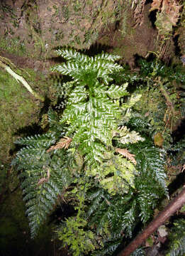 Image of toothed bristle fern