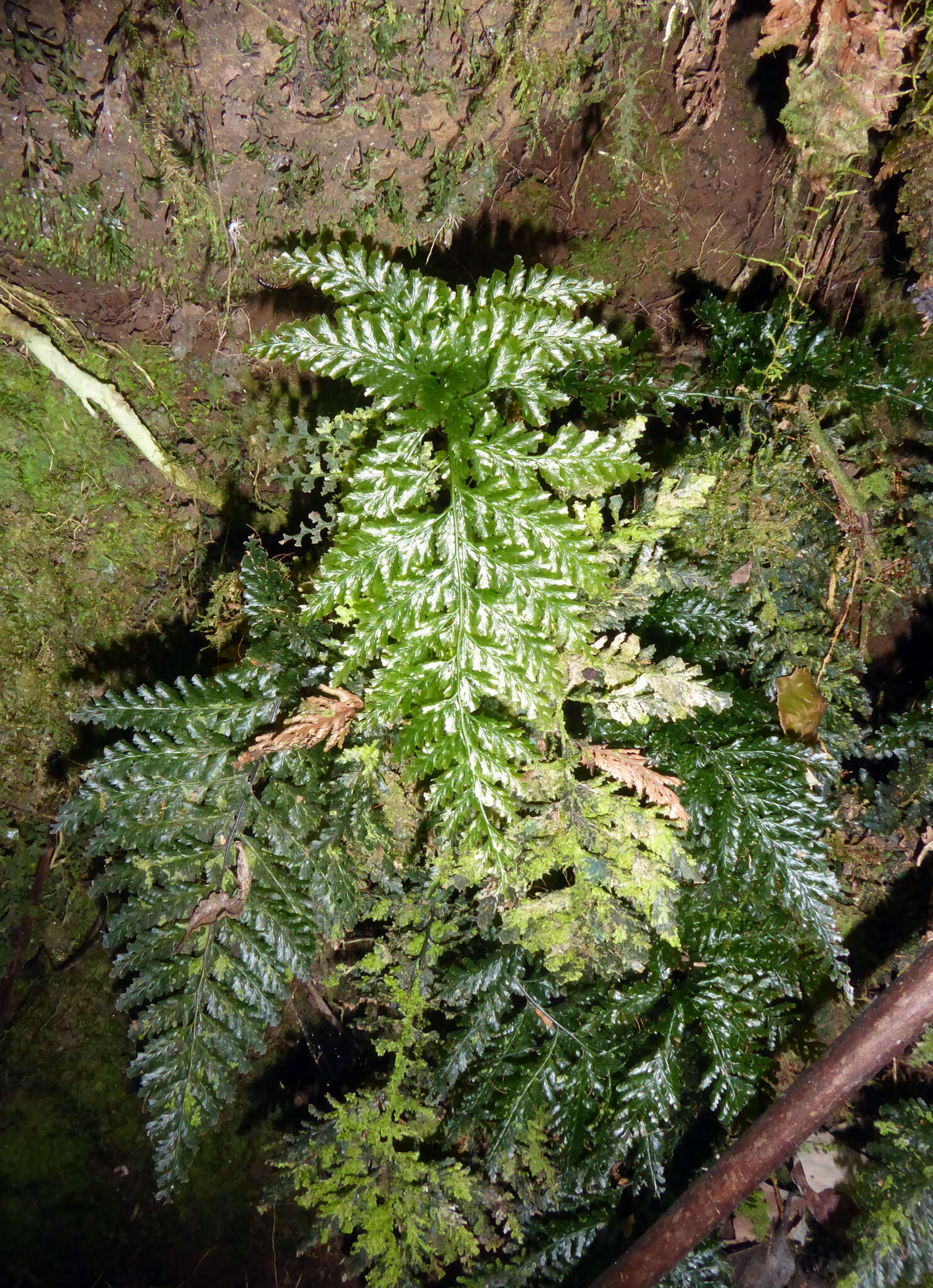 Image of toothed bristle fern