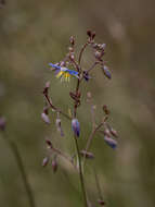 Image of Dianella longifolia var. grandis R. J. F. Hend.