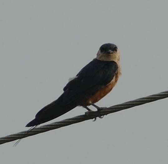 Image of Mosque Swallow