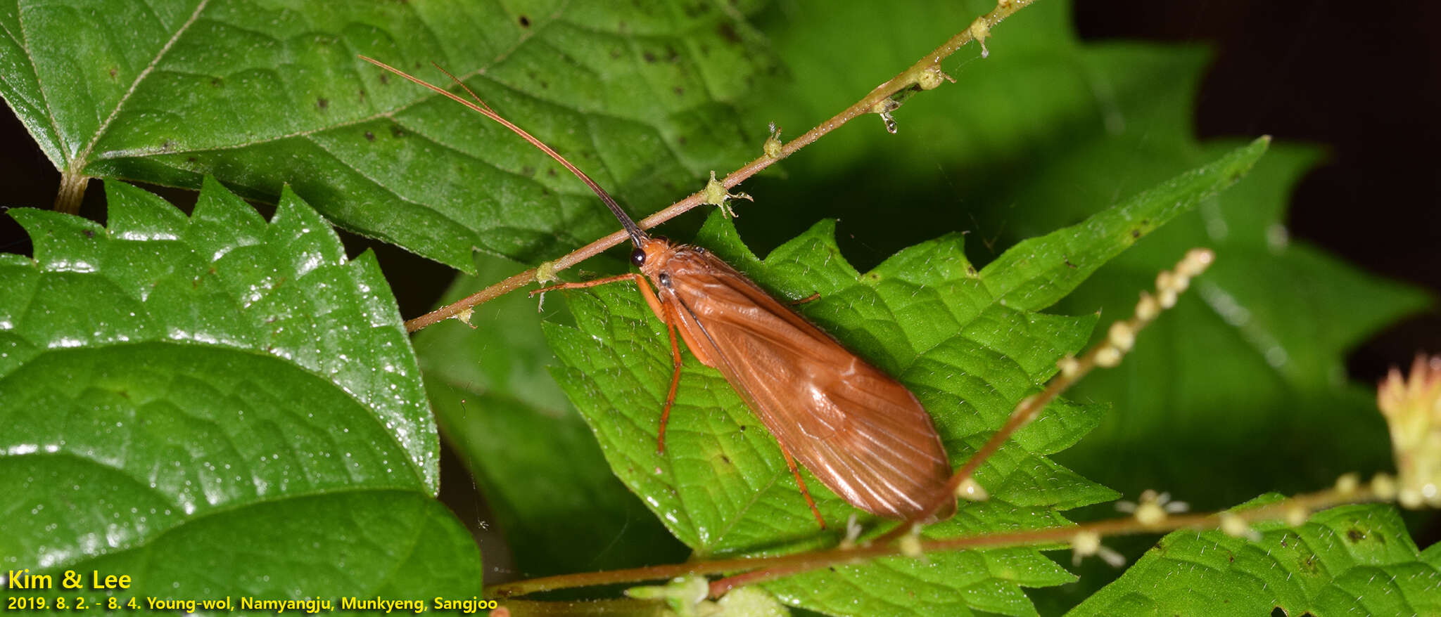 Image of Hydatophylax formosus Schmid 1965