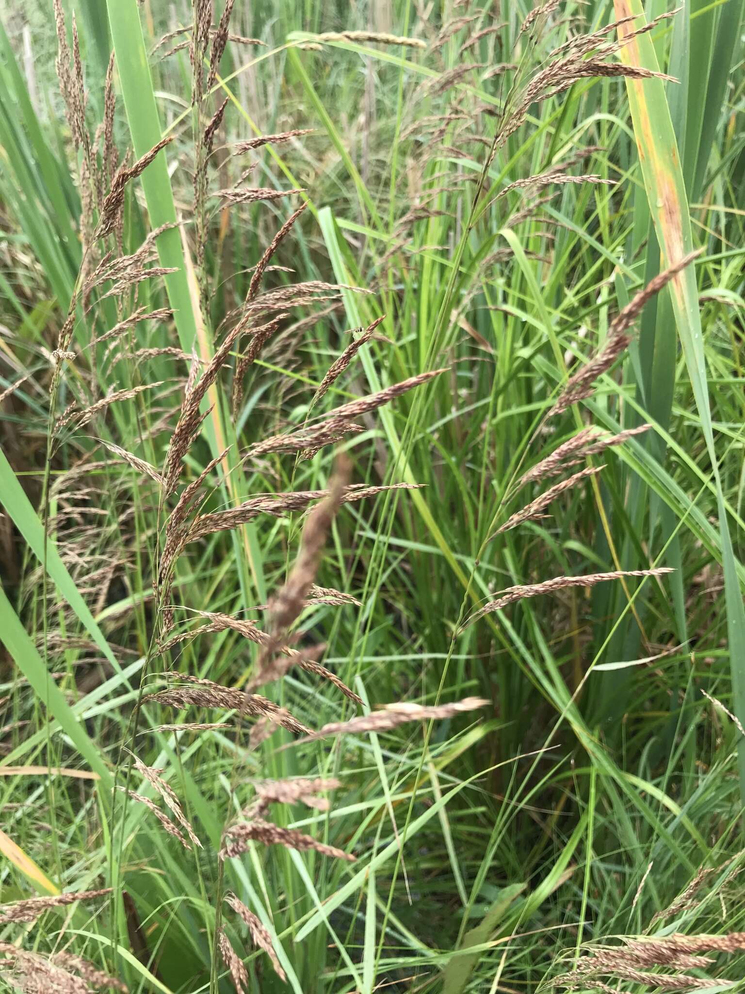 Image of Calamagrostis canadensis (Michx.) P. Beauv.