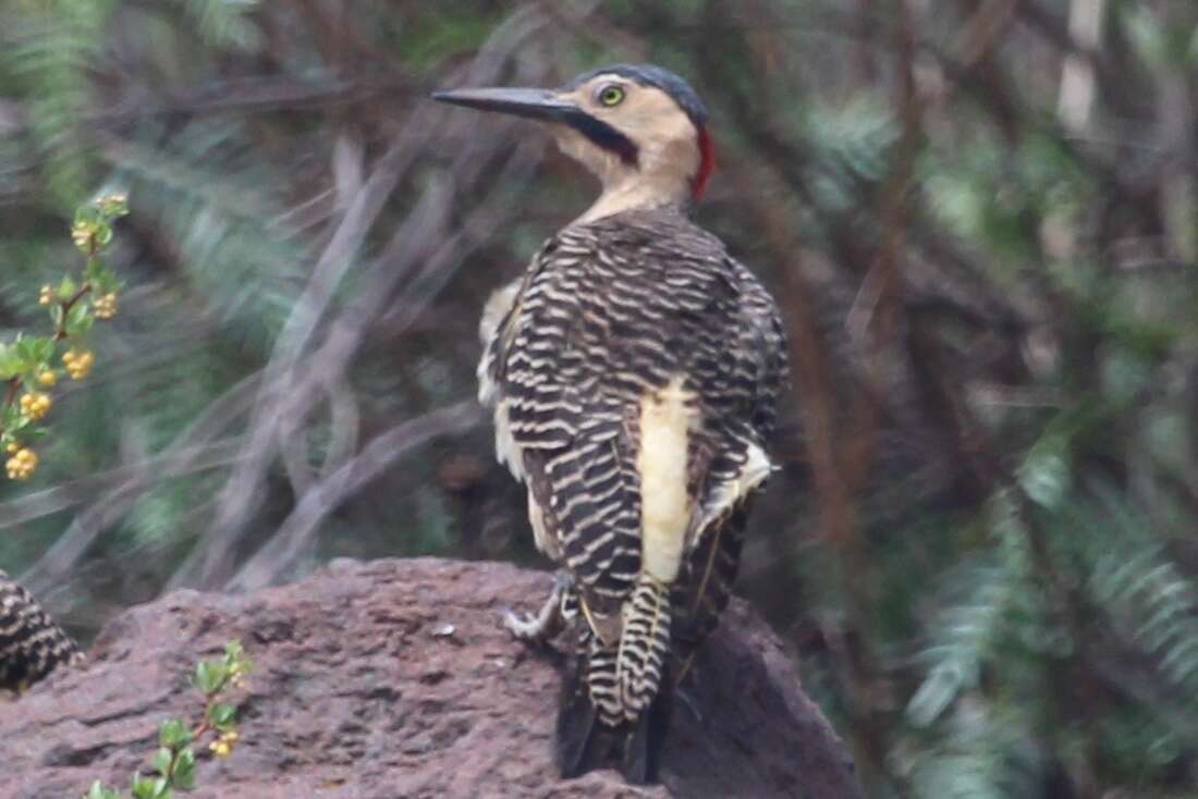 Image of Andean Flicker