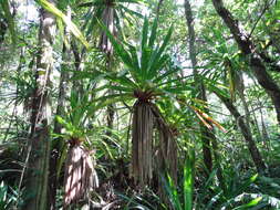 Image of Pandanus purpurascens Thouars