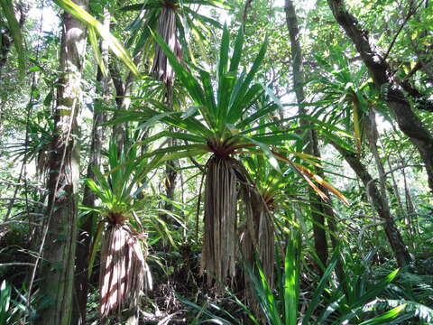 Imagem de Pandanus purpurascens Thouars