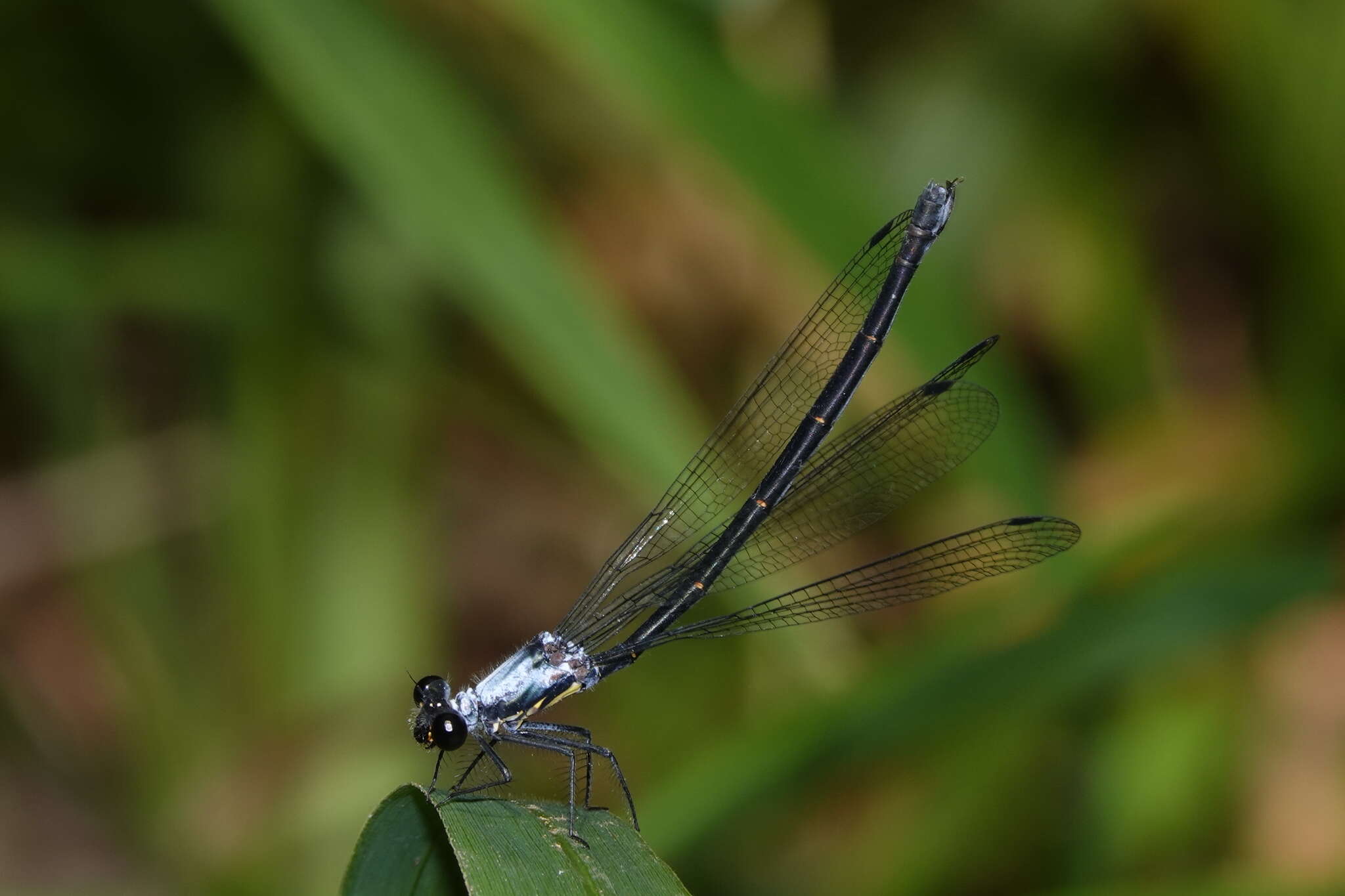 Image of azure flatwing