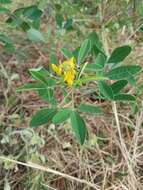 Crotalaria goreensis Guill. & Perr. resmi