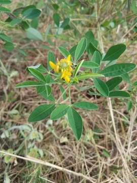 Plancia ëd Crotalaria goreensis Guill. & Perr.