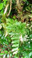 Image of black rabbitsfoot fern