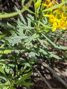 Image of Bethencourtia palmensis (Nees) Choisy